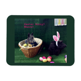 Was Bunny Magnet