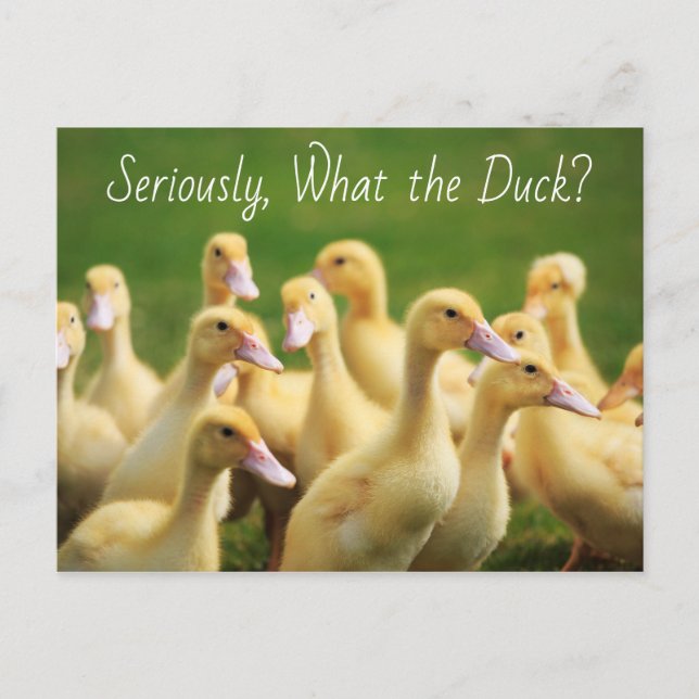Was die Ente Niedlich Ducklings Postkarte (Vorderseite)