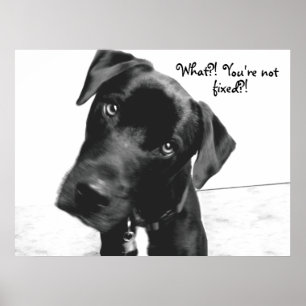 Was? Du bist nicht, repariert?! Poster