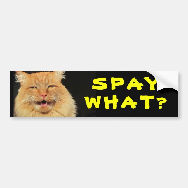 Was? Funny Cat Meme Autoaufkleber (Vorne)