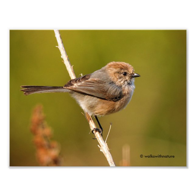 Was für ein Charakter! Male Bushtit Fotodruck (Vorne)