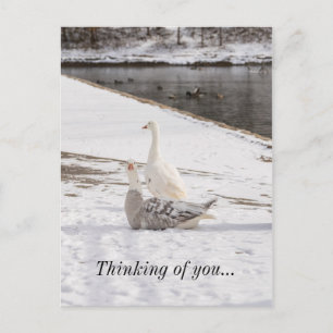 Was für ein Gänsegedanken Sie Ihrer Postkarte habe