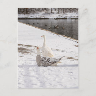 Was für eine Gans Postkarte