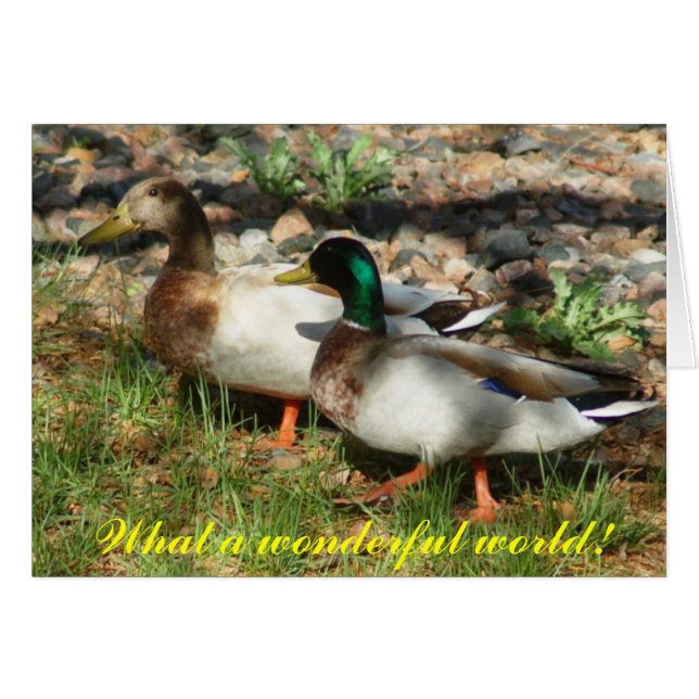 Was für eine wunderbare Welt! (Vorderseite (Horizontal))