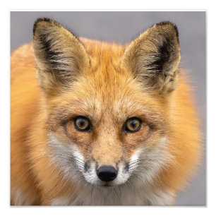 Was für große Augen du hast Fotodruck