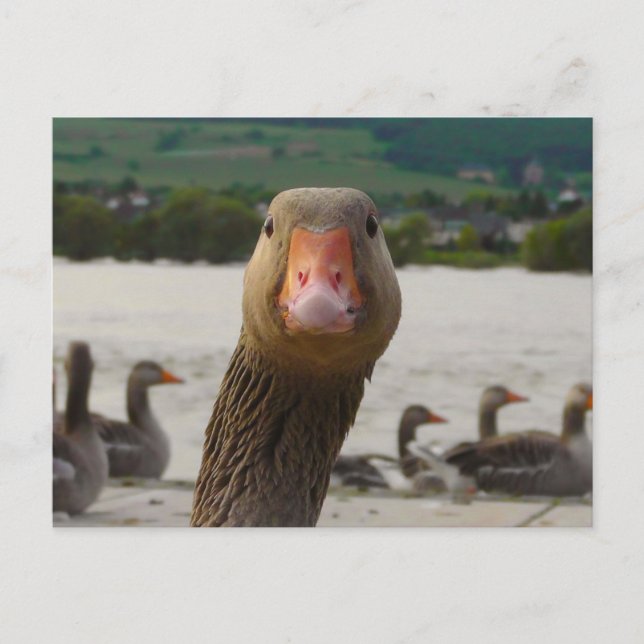 Was guckst du dir an? (Gänsehaut) Postkarte (Vorderseite)