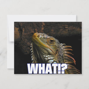 Was? Iguana