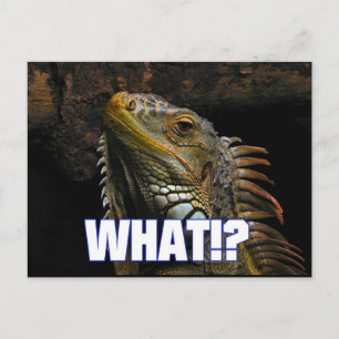 Was? Iguana Postkarte