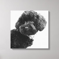 Was ist? / Black Toy Poodle in B&W Fotografy