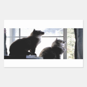 Was ist da draußen? Neugierige Katzen Fotografie Rechteckiger Aufkleber