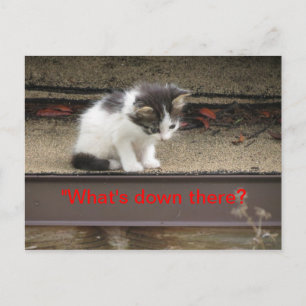 "Was ist da unten?" Neugierige Kitten Postkarte
