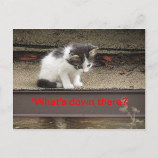 "Was ist da unten?" Neugierige Kitten Postkarte
