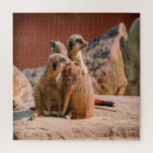 Was ist das für ein Meerkats