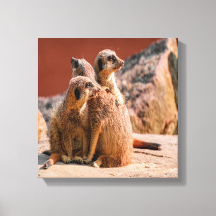 Was ist das für ein Meerkats Leinwanddruck