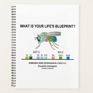 Was ist dein Lebenskonzept? Drosophila Biology Planer