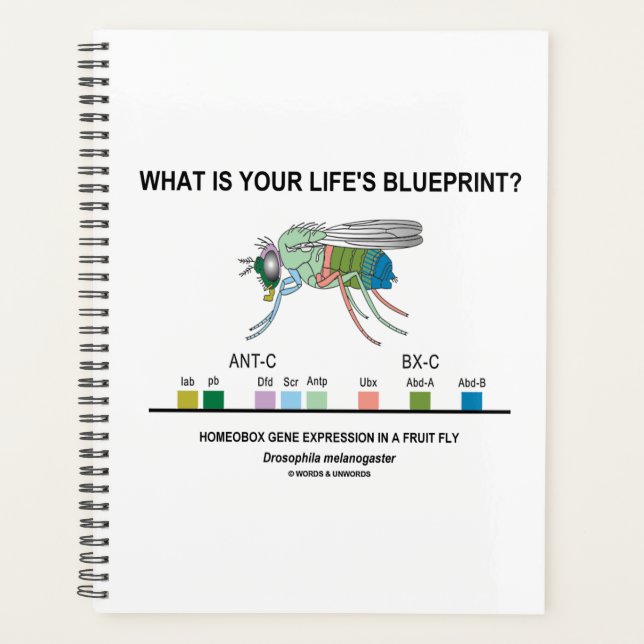 Was ist dein Lebenskonzept? Drosophila Biology Planer (Vorderseite)