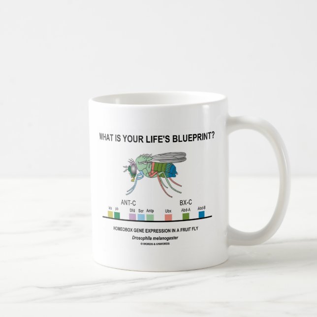 Was ist dein Lebenskonzept? (Genausdruck) Kaffeetasse (Rechts)