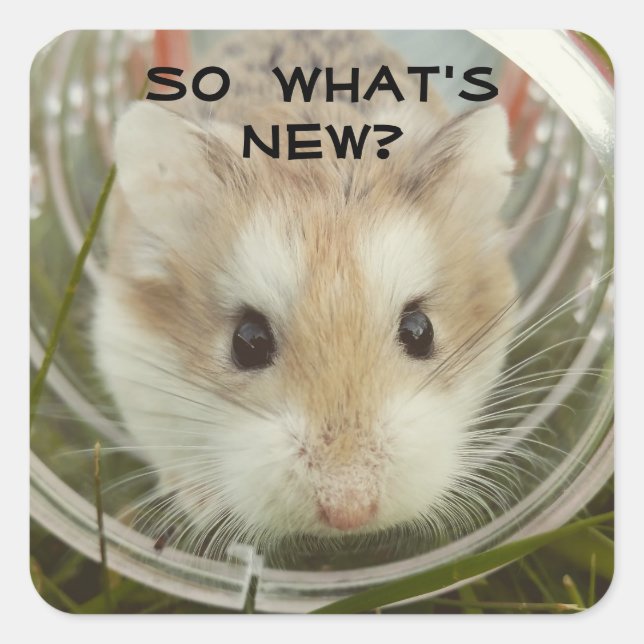 Was ist der neue Hamster? Quadratischer Aufkleber (Vorderseite)