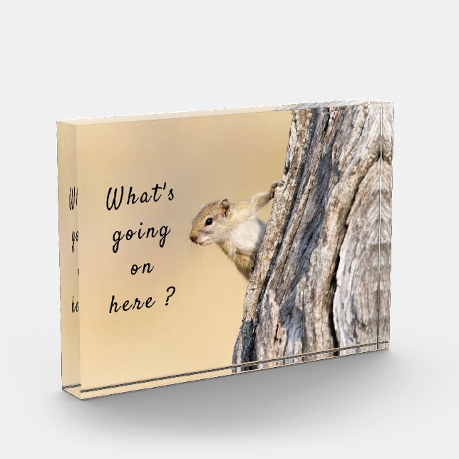 Was ist hier los mit Eichhörnchen-Foto? Fotoblock (Links)