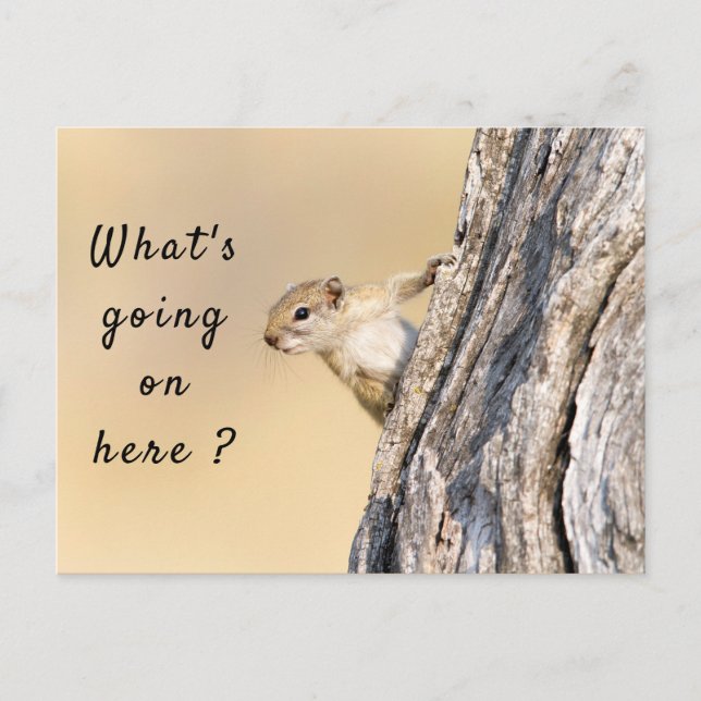 Was ist hier los mit Eichhörnchen-Foto? Postkarte (Vorderseite)