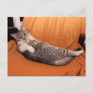 Was ist los? Abendessen fertig? Postkarte