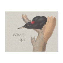 Was ist los? CC0535 Neugieriger Schwarzspecht