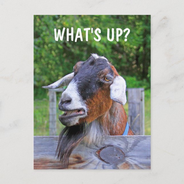 Was ist los? Funny Goat Postkarte (Vorderseite)