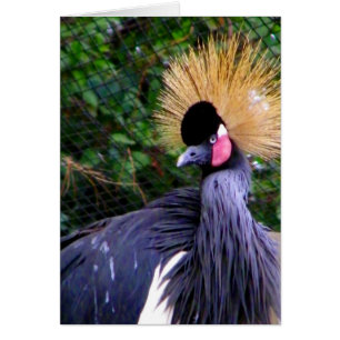 Was ist los, Hi_Card