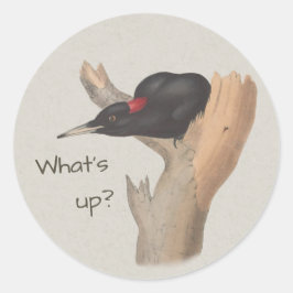 Was ist los? Neugieriger Schwarzspecht John Gould Runder Aufkleber