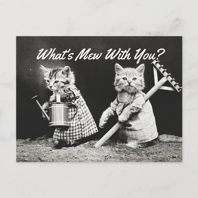 Was ist Mew Kittens? Postkarte (Vorderseite)