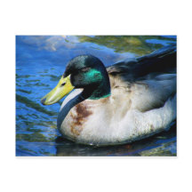 Was ist Quackin?