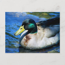 Was ist Quackin? Postkarte