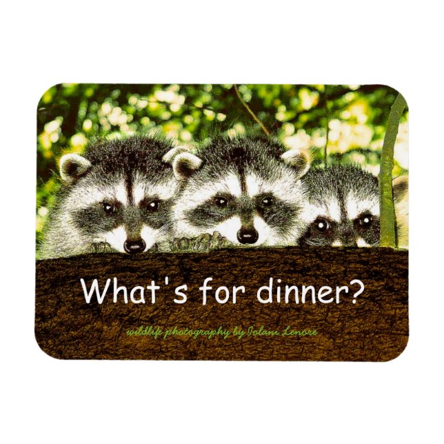 Was ist zum Abendessen? Raccoon Kühlschrank Magnet (Horizontal)