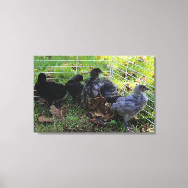 Was oben ist - Huhn-Hintern Leinwanddruck (Vorderseite)