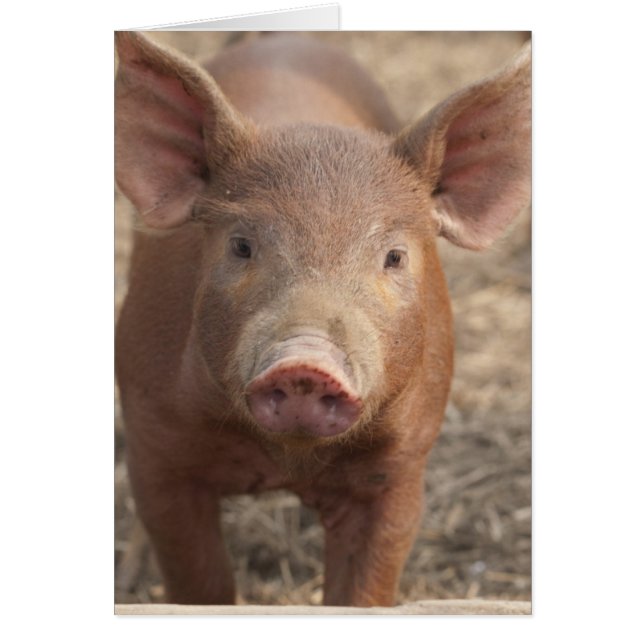 Was sagten Sie? (Vorne)