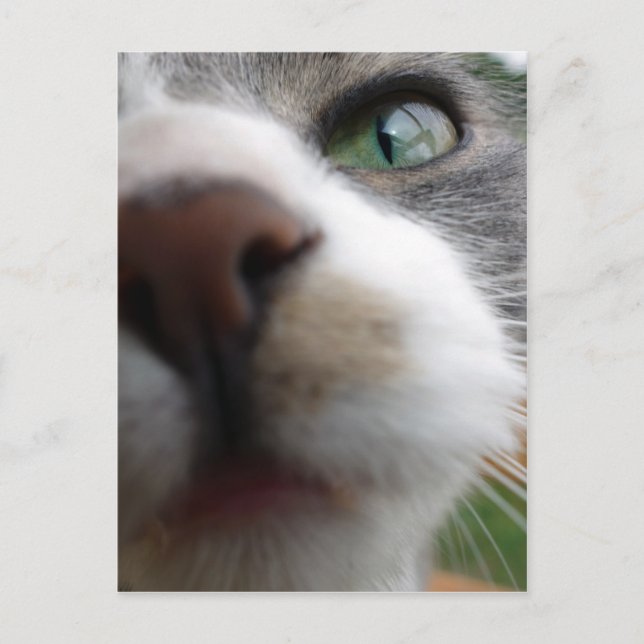 Was schaust du dir an? Katze Postkarte (Vorderseite)