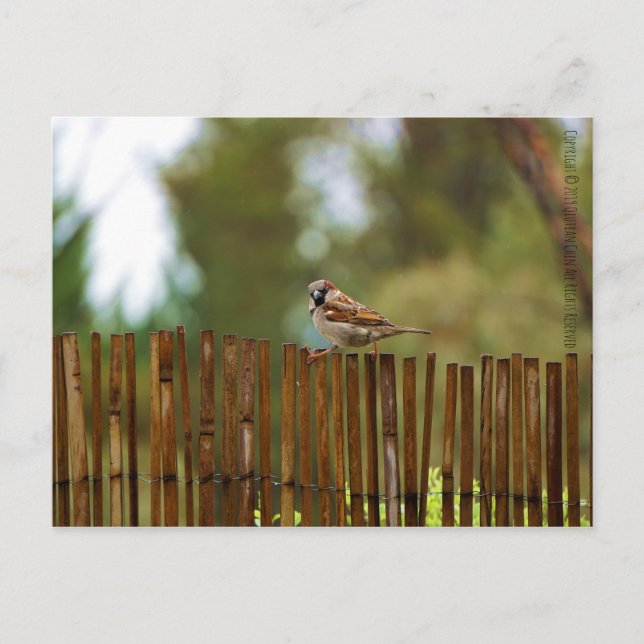 Was schaust du dir an? postkarte (Vorderseite)