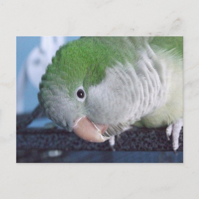 Was soll das? Quaker Parakeet Postkarte (Vorderseite)