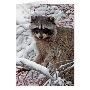 Waschbär