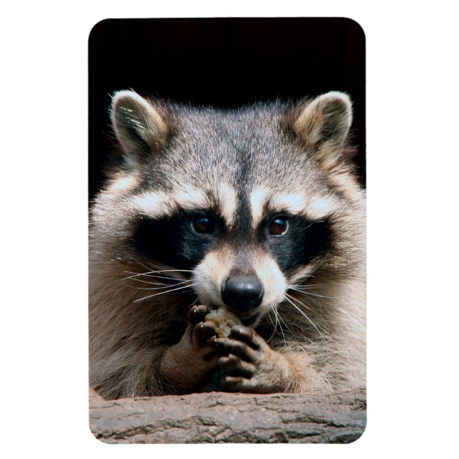 Waschbär 004 magnet (Vertikal)