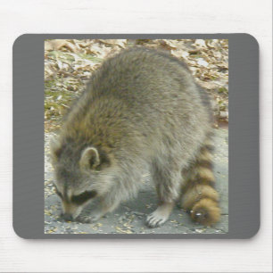 Waschbär auf Stein-Mauspad Mousepad