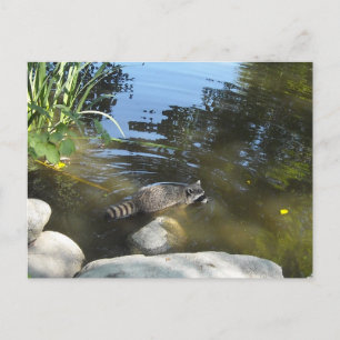 Waschbär beim Baden Postkarte