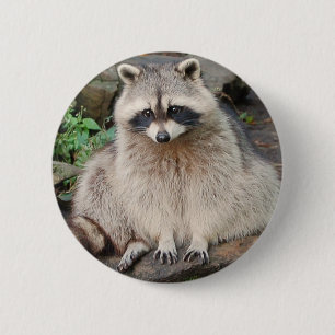 Waschbär Button