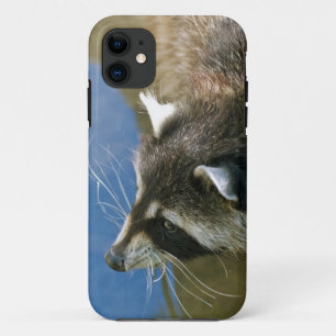 Waschbär Case-Mate iPhone Hülle