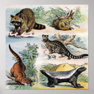 Waschbär, Fennec Fox, Coati, Genets u. Ratel Poster