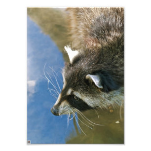 Waschbär Fotodruck