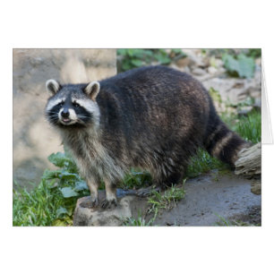 Waschbär-Grußkarte
