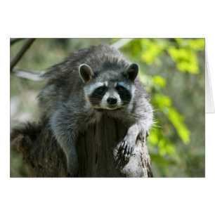 Waschbär-Grußkarte