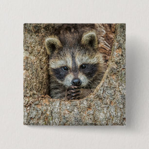 Waschbär in einer Baumhöhle Button