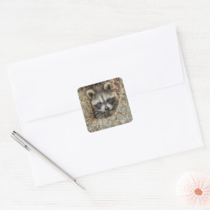Waschbär in einer Baumhöhle geschmiegt Quadratischer Aufkleber